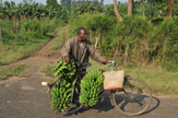 Raccoglitore di banane nel Ruwenzori